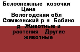 Белоснежные  козочки › Цена ­ 5 000 - Вологодская обл., Сямженский р-н, Бабино д. Животные и растения » Другие животные   